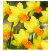 Hectarul - Ladita 120 bulbi de narcisa CYCLAMINEUS NARCISSUS Jetfire